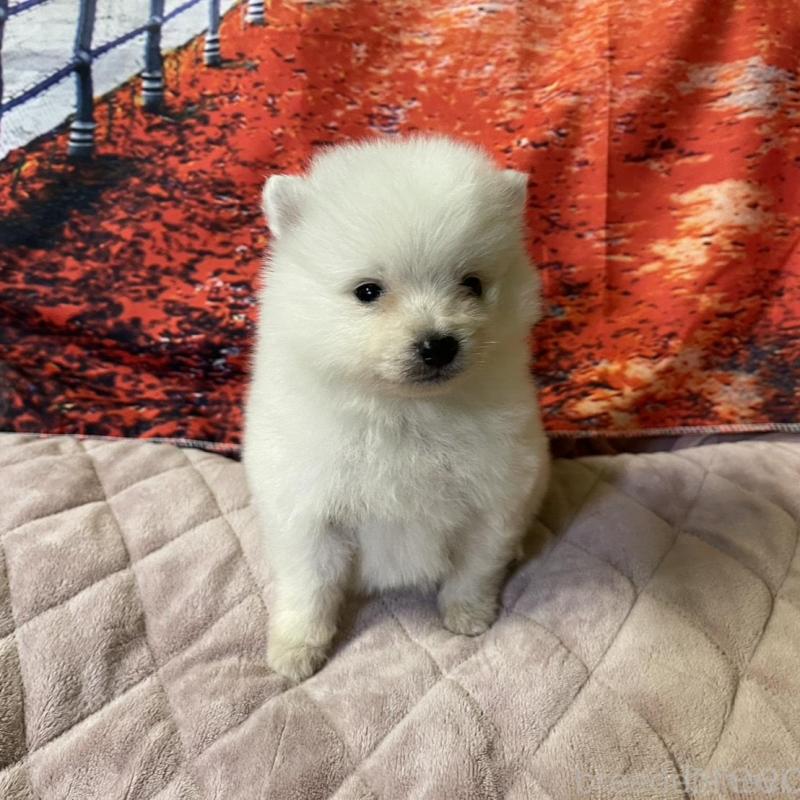 販売中の千葉県の日本スピッツ-434317の1枚目