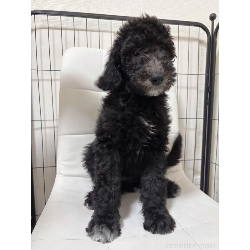 販売中の滋賀県のゴールデンドゥードル:ゴールデンレトリーバー×プードル-434319