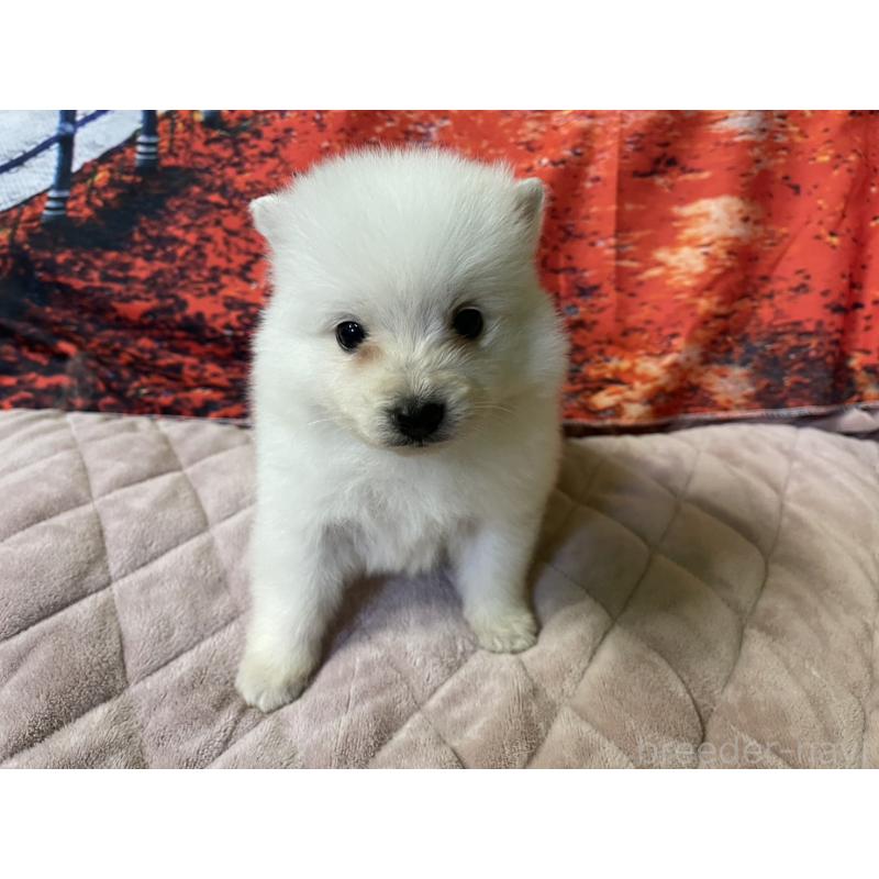 販売中の千葉県の日本スピッツ-434320の5枚目