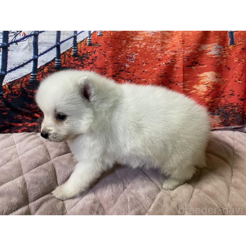 販売中の千葉県の日本スピッツ-434320の4枚目