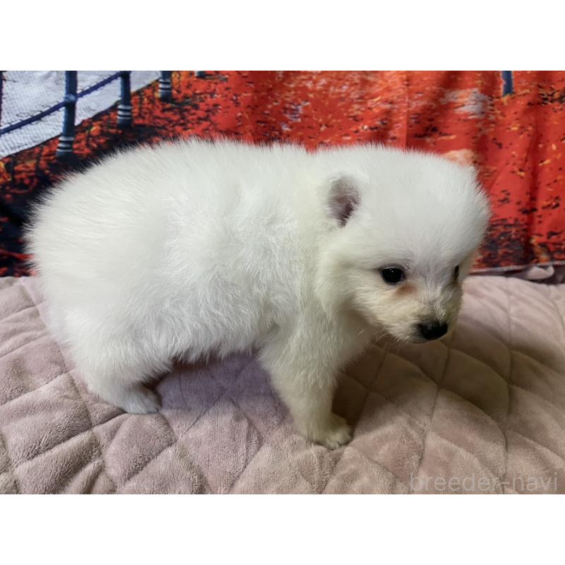 販売中の千葉県の日本スピッツ-434320の3枚目