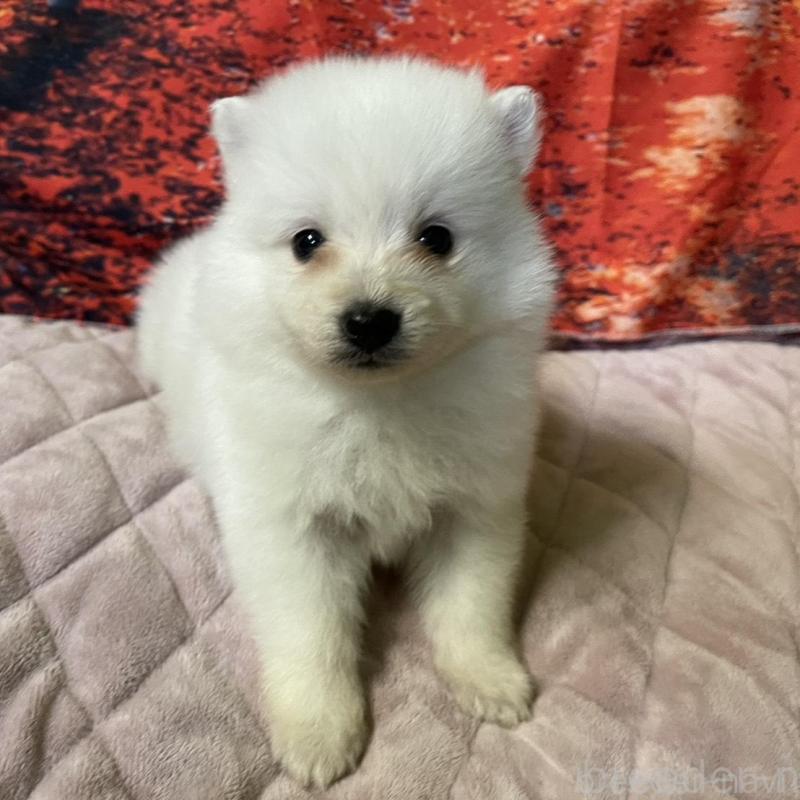 販売中の千葉県の日本スピッツ-434320