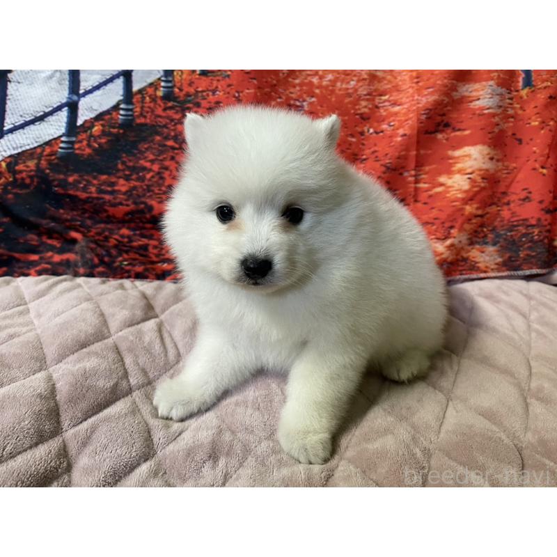 販売中の千葉県の日本スピッツ-434322の5枚目