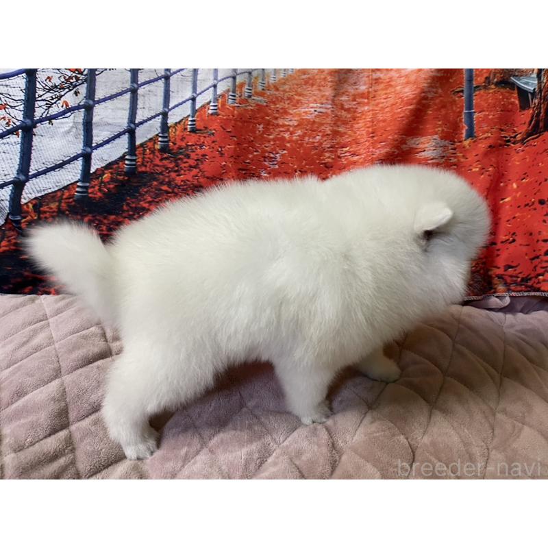 販売中の千葉県の日本スピッツ-434322の4枚目