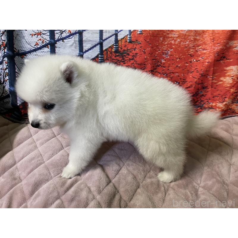 販売中の千葉県の日本スピッツ-434322の3枚目