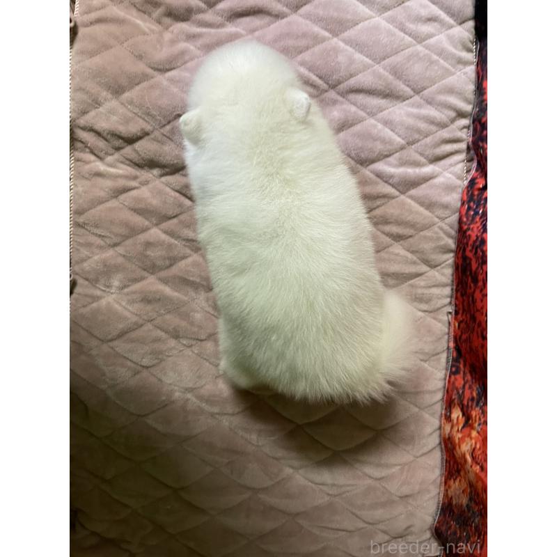 販売中の千葉県の日本スピッツ-434322の2枚目