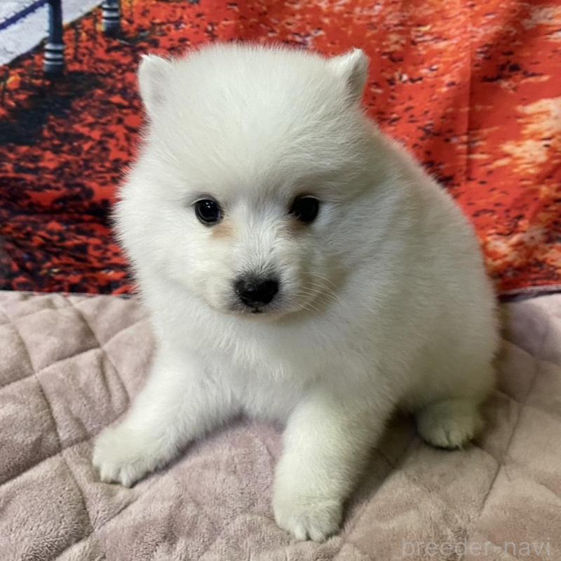 販売中の千葉県の日本スピッツ-434322の1枚目