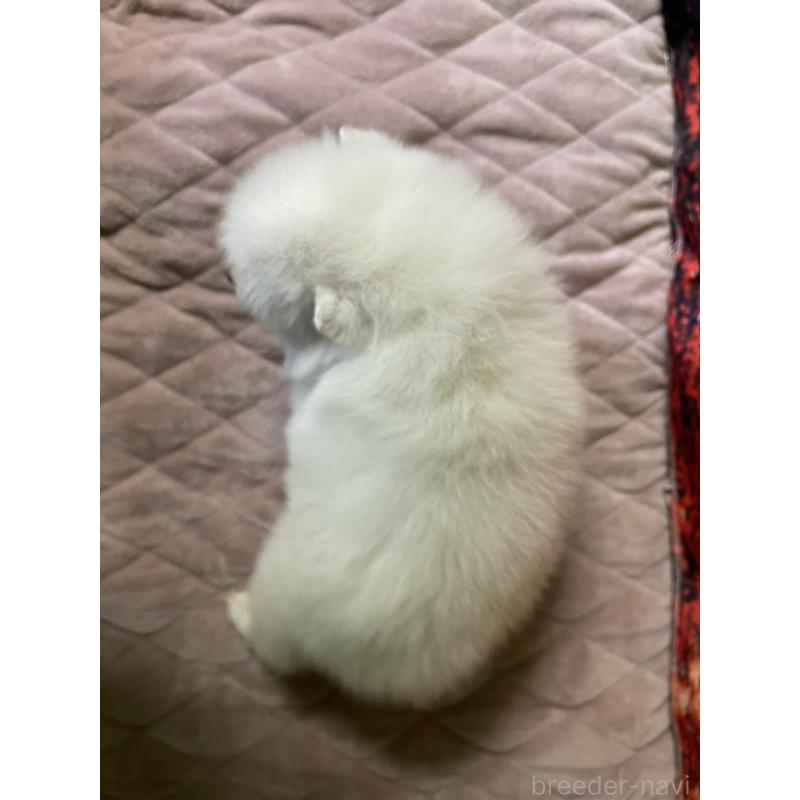 販売中の千葉県の日本スピッツ-434323の2枚目