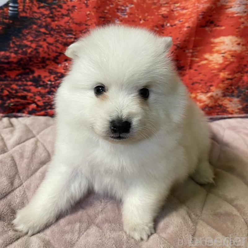 販売中の千葉県の日本スピッツ-434323