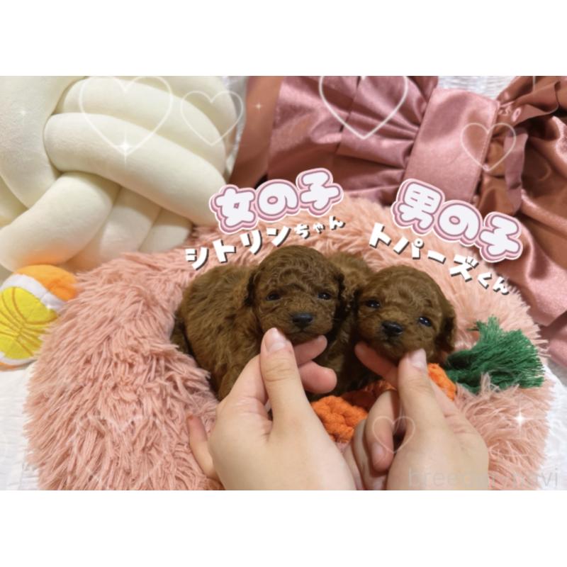 販売中の大阪府のティーカッププードル-433924の9枚目