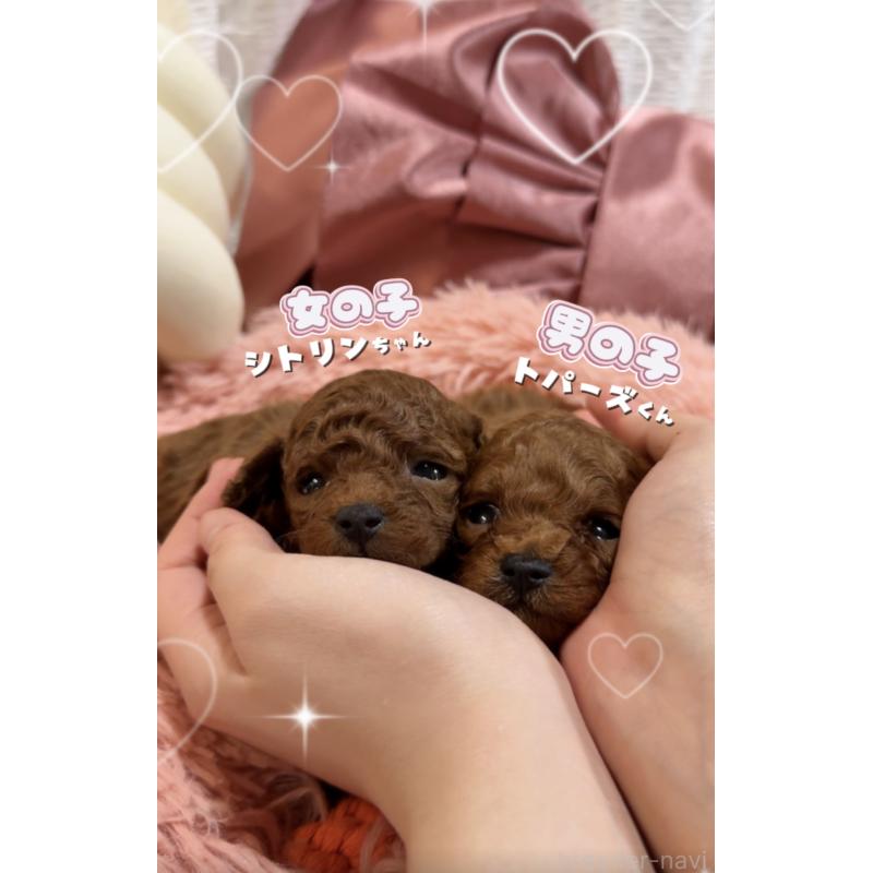 販売中の大阪府のティーカッププードル-433924の8枚目