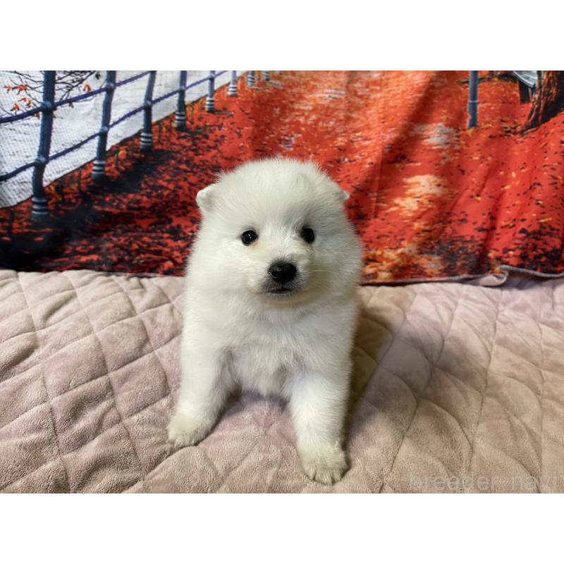 販売中の千葉県の日本スピッツ-434324の5枚目