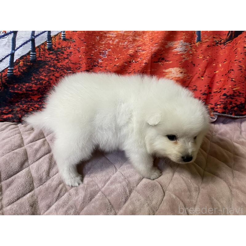 販売中の千葉県の日本スピッツ-434324の4枚目