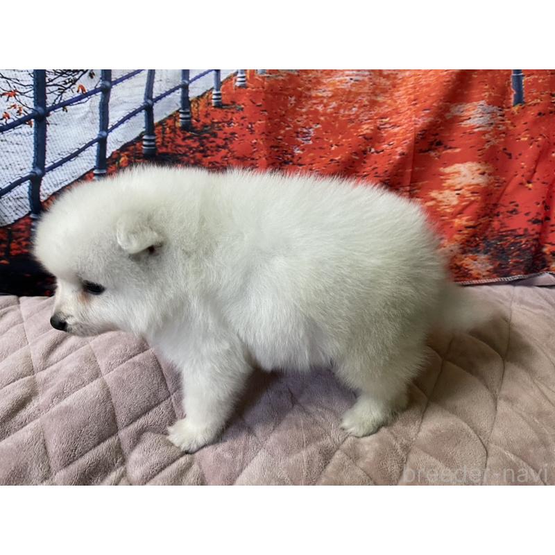 販売中の千葉県の日本スピッツ-434324の3枚目