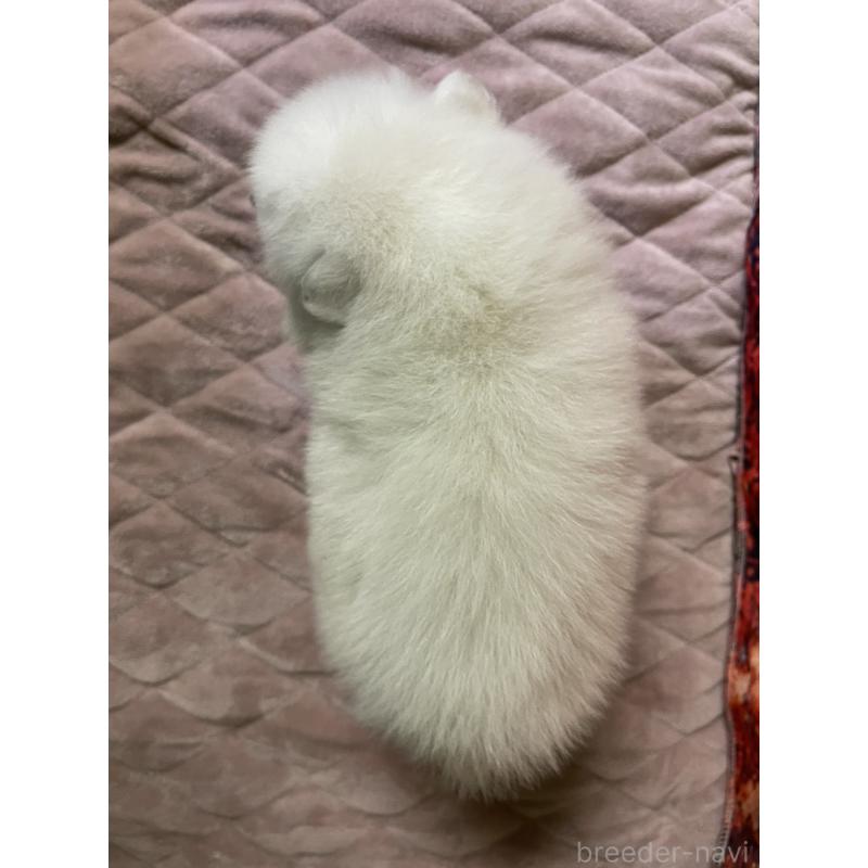 販売中の千葉県の日本スピッツ-434324の2枚目