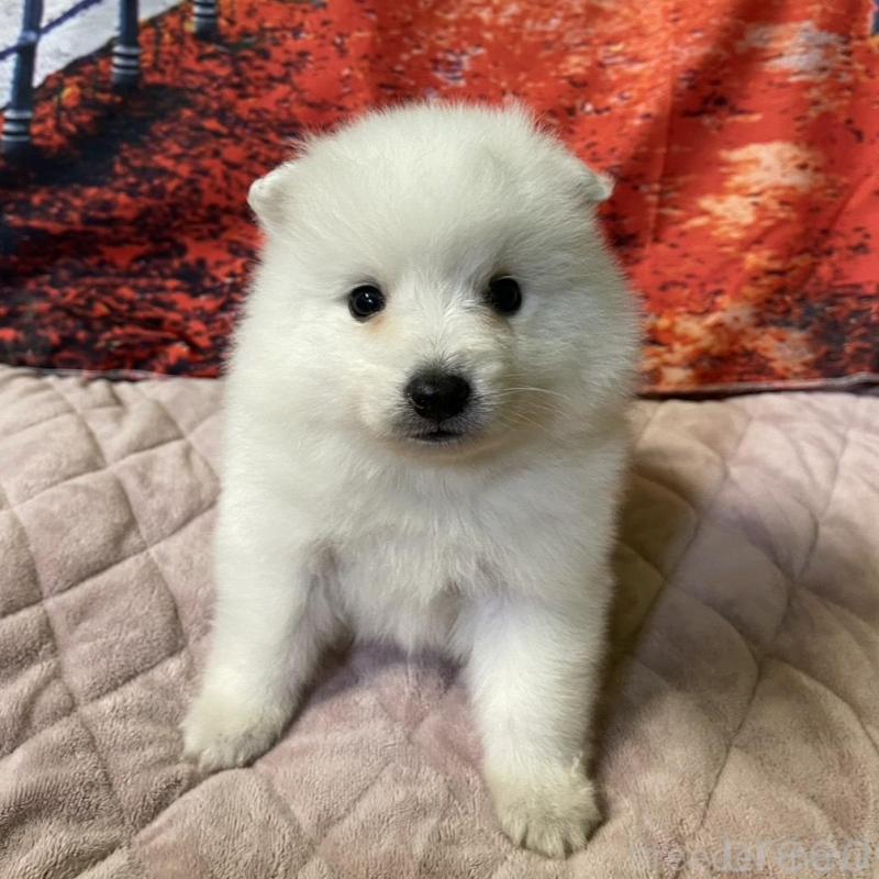 販売中の千葉県の日本スピッツ-434324