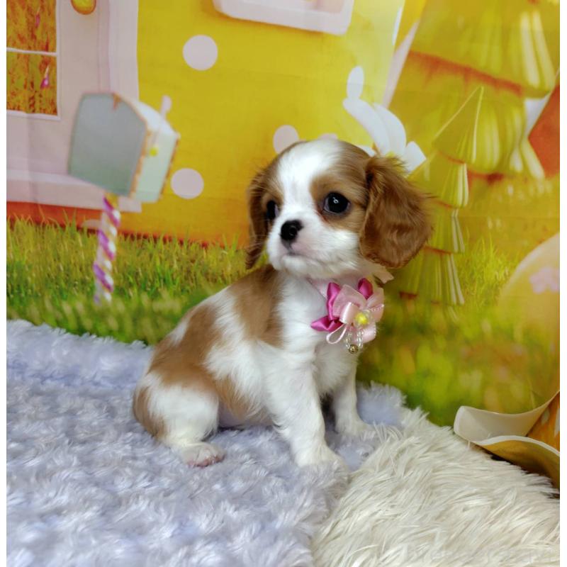 販売中の神奈川県のキャバリアキングチャールズスパニエル-434325の8枚目