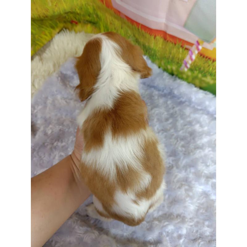 販売中の神奈川県のキャバリアキングチャールズスパニエル-434325の7枚目