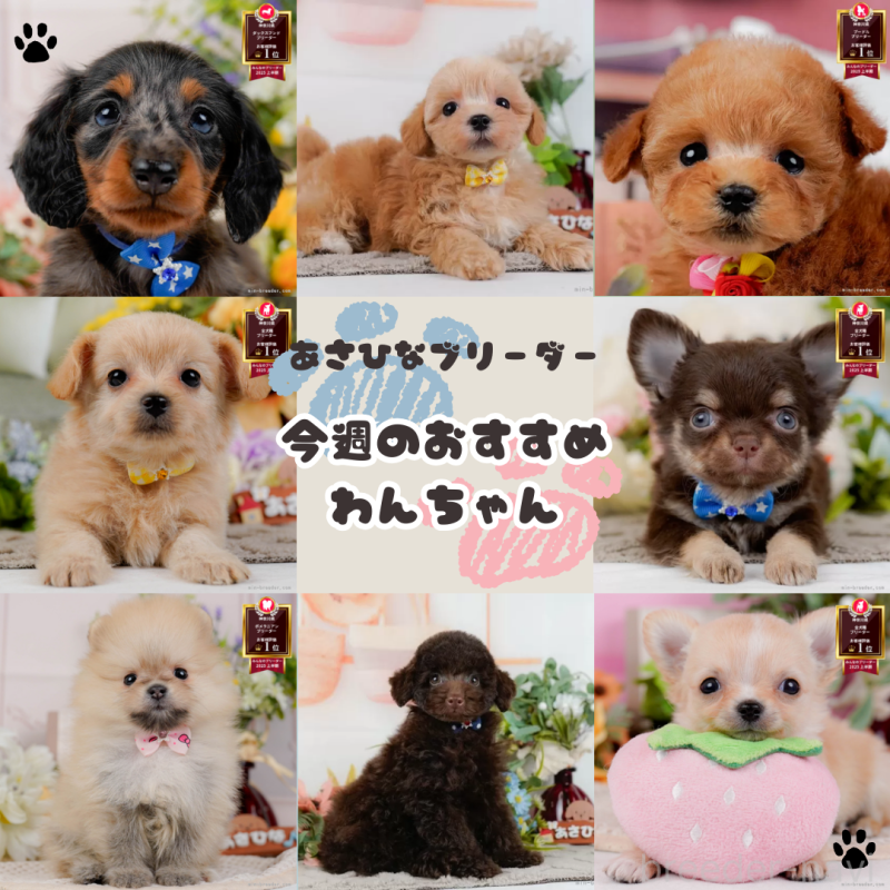 販売中の神奈川県のティーカッププードル-425945の2枚目