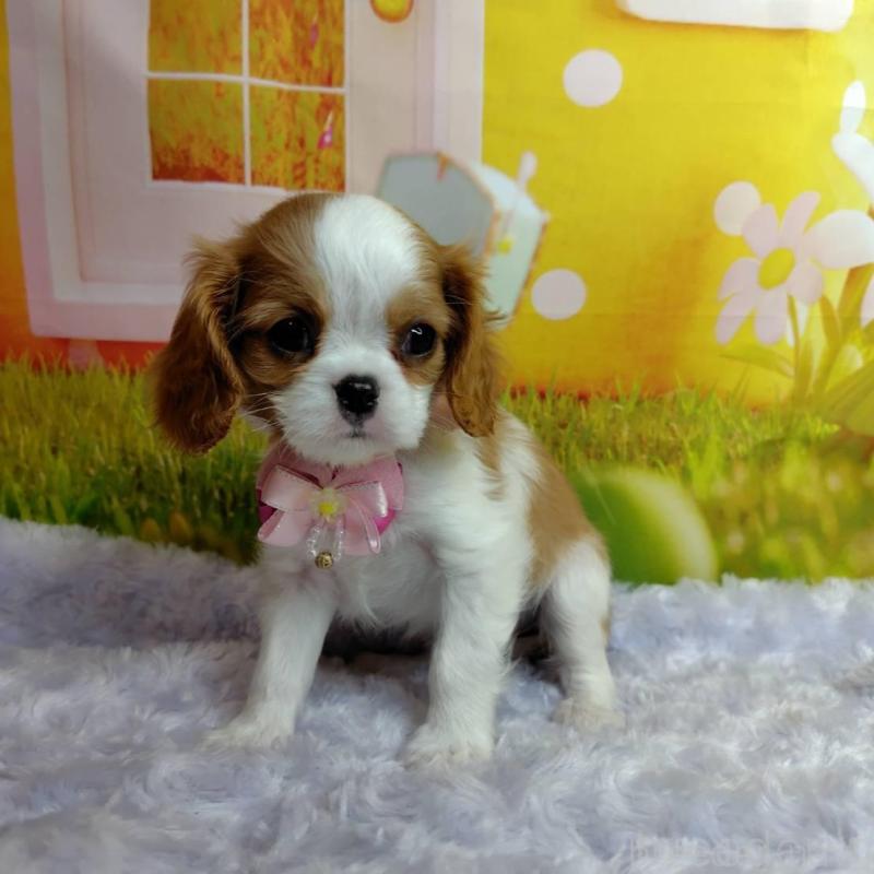 販売中の神奈川県のキャバリアキングチャールズスパニエル-434325の1枚目