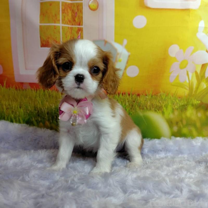 販売中の神奈川県のキャバリアキングチャールズスパニエル-434325の6枚目