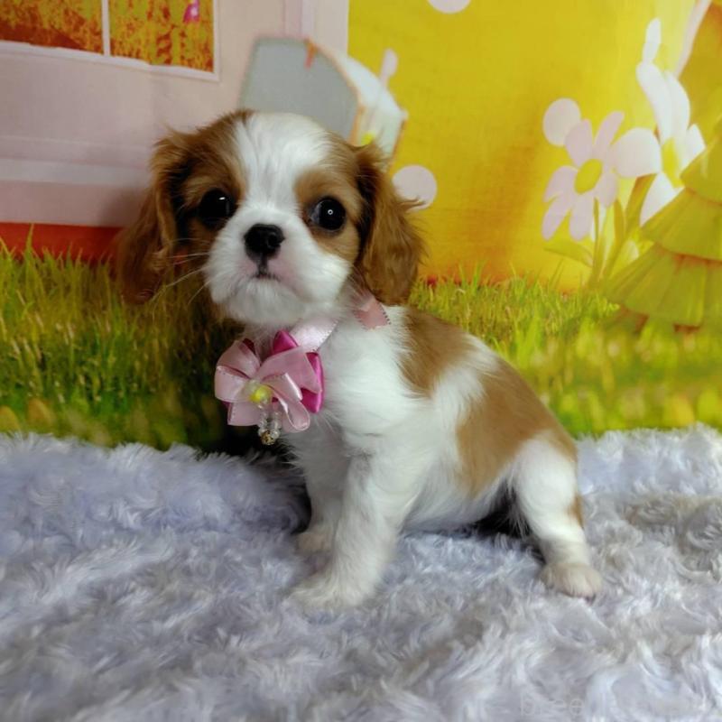 販売中の神奈川県のキャバリアキングチャールズスパニエル-434325の5枚目