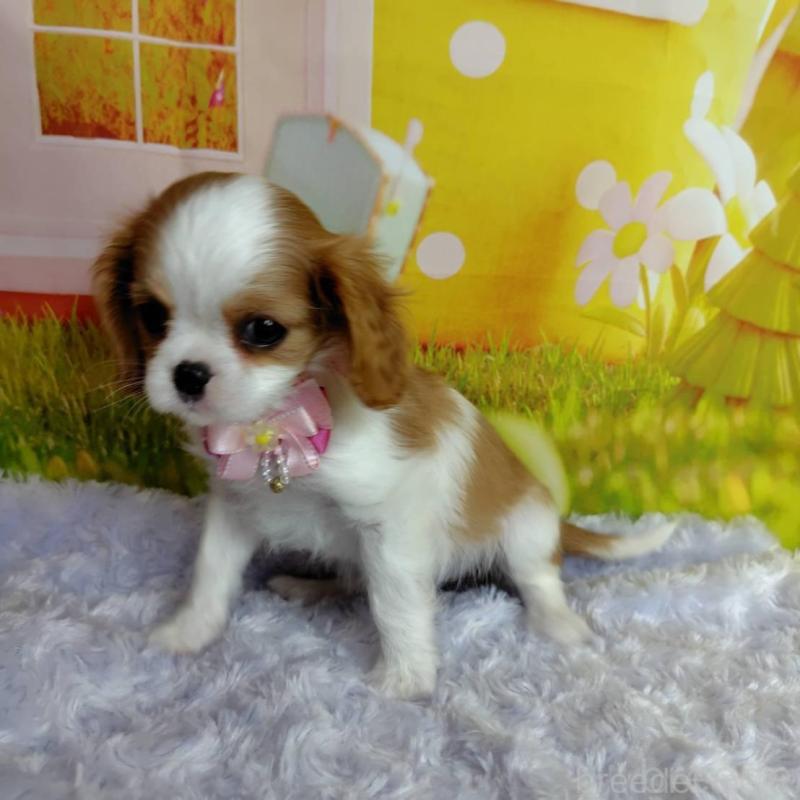 販売中の神奈川県のキャバリアキングチャールズスパニエル-434325の4枚目