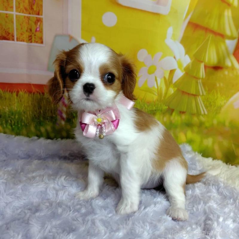 販売中の神奈川県のキャバリアキングチャールズスパニエル-434325の3枚目
