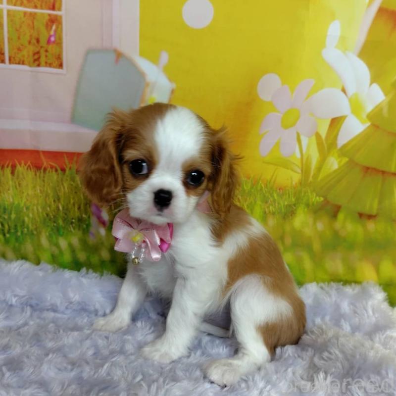 販売中の神奈川県のキャバリアキングチャールズスパニエル-434325の2枚目