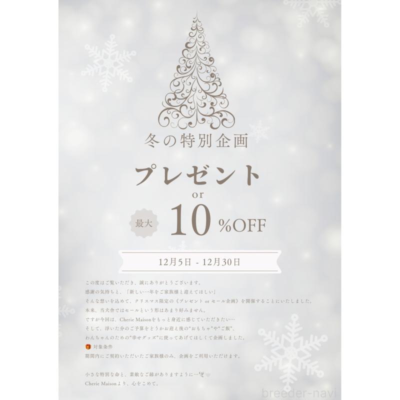 販売中の大阪府のティーカッププードル-433924の7枚目