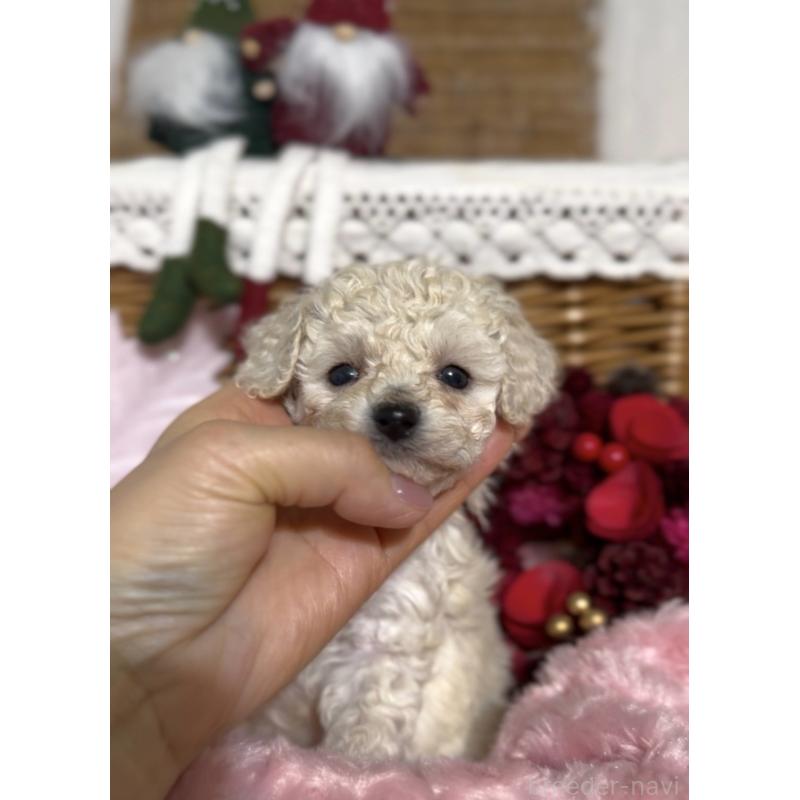 販売中の香川県のトイプードル-434326の5枚目