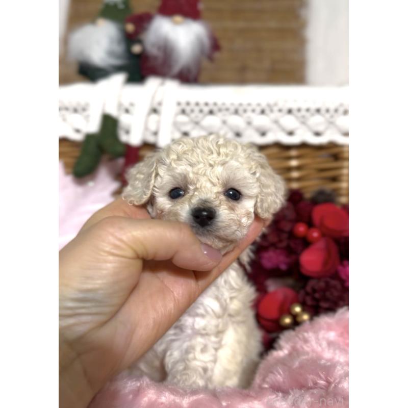 販売中の香川県のトイプードル-434326の4枚目