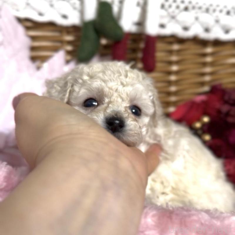 販売中の香川県のトイプードル-434326