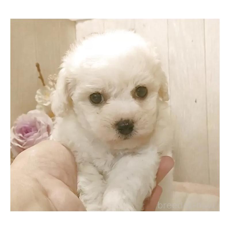 販売中の愛知県のビションフリーゼ-434328の6枚目