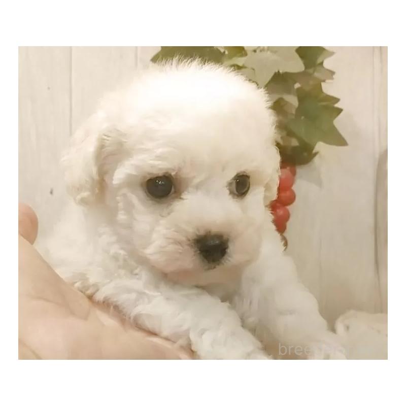 販売中の愛知県のビションフリーゼ-434328の3枚目