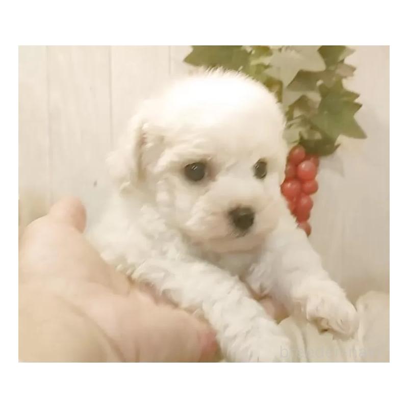 販売中の愛知県のビションフリーゼ-434328の2枚目