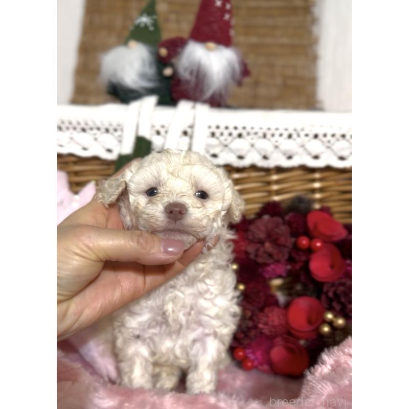 販売中の香川県のトイプードル-434327の7枚目