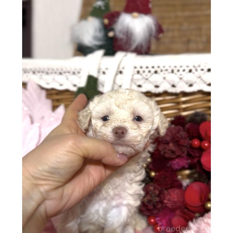 販売中の香川県のトイプードル-434327の5枚目