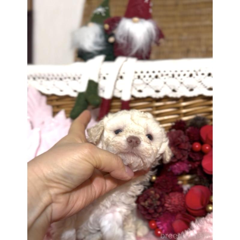 販売中の香川県のトイプードル-434327の4枚目