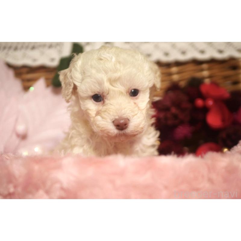 販売中の香川県のトイプードル-434327の3枚目