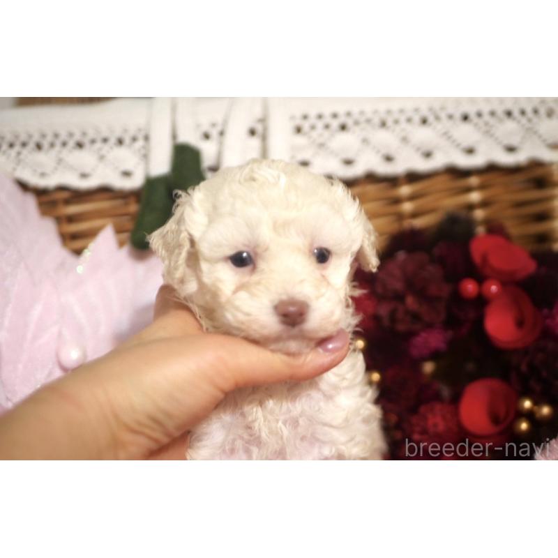 販売中の香川県のトイプードル-434327の2枚目