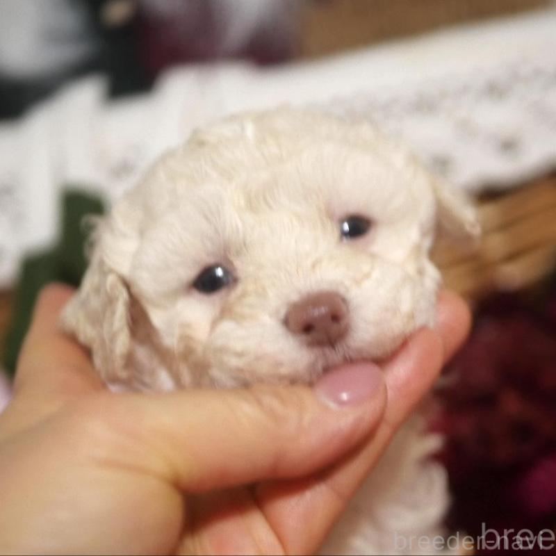 販売中の香川県のトイプードル-434327の1枚目