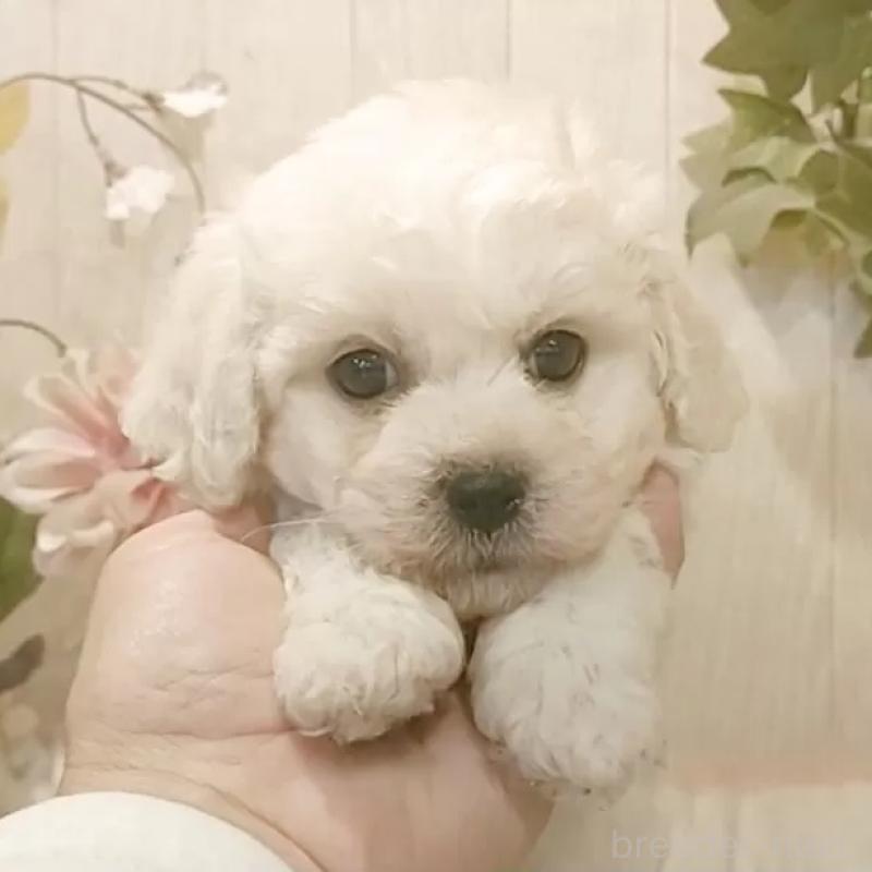 販売中の愛知県のビションフリーゼ-434329の1枚目