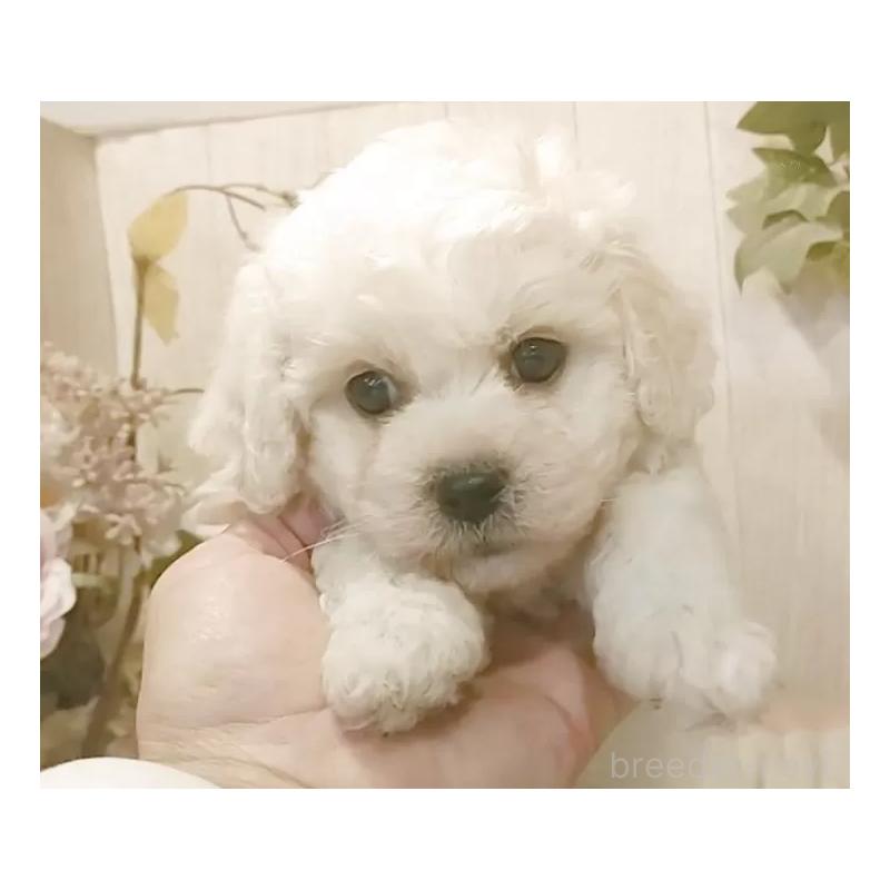 販売中の愛知県のビションフリーゼ-434329の6枚目