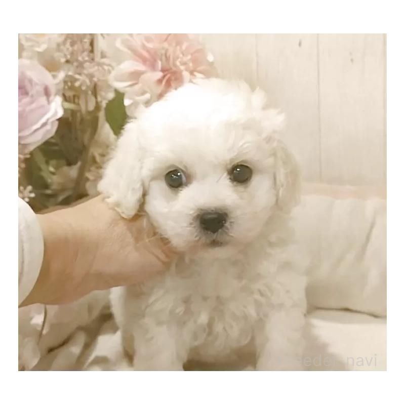 販売中の愛知県のビションフリーゼ-434329の5枚目