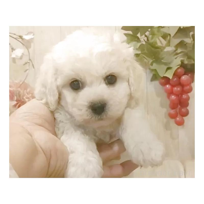 販売中の愛知県のビションフリーゼ-434329の4枚目