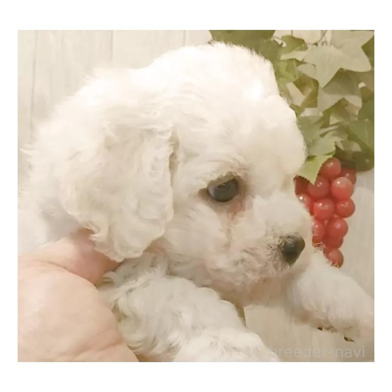 販売中の愛知県のビションフリーゼ-434329の3枚目