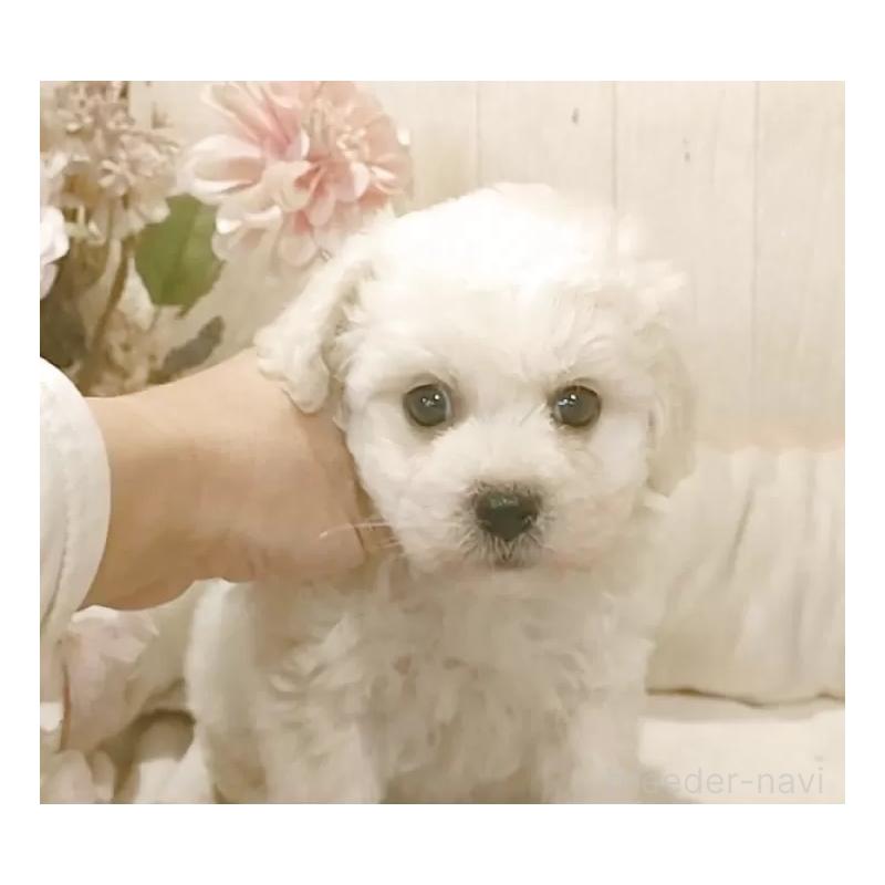 販売中の愛知県のビションフリーゼ-434329の2枚目