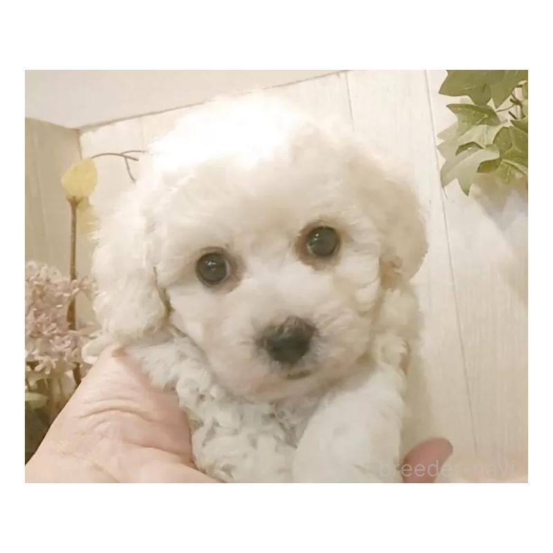 販売中の愛知県のビションフリーゼ-434330の5枚目