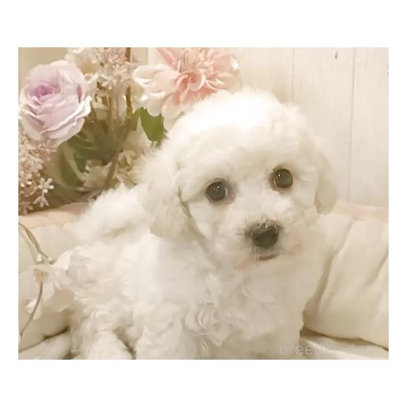 販売中の愛知県のビションフリーゼ-434330の4枚目